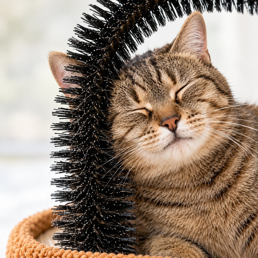 Cat rubbing against the dense bristles of the grooming arch