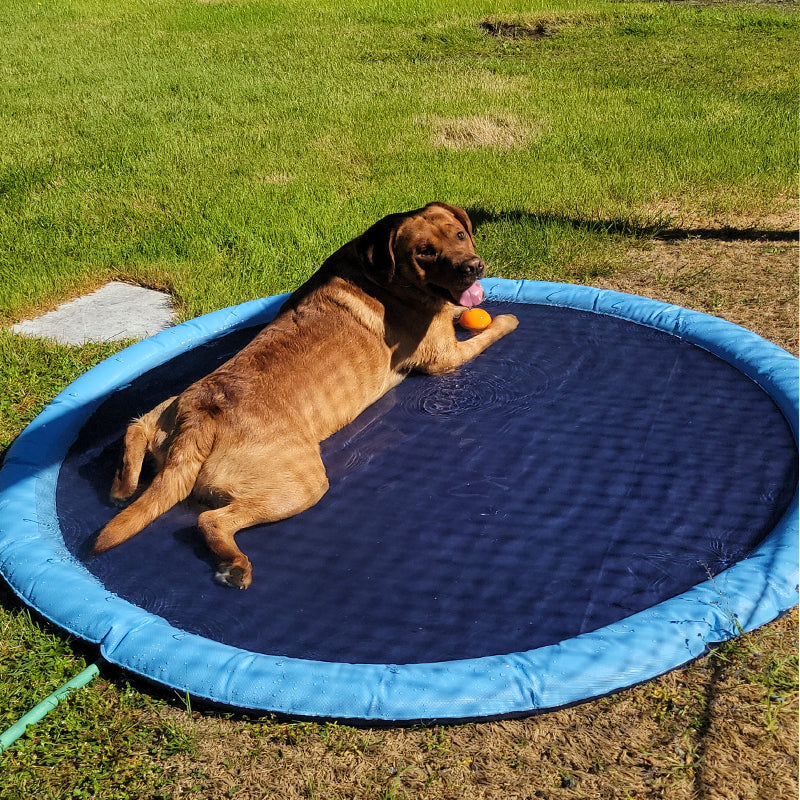 Dog Sprinkler Pool 59''x59''