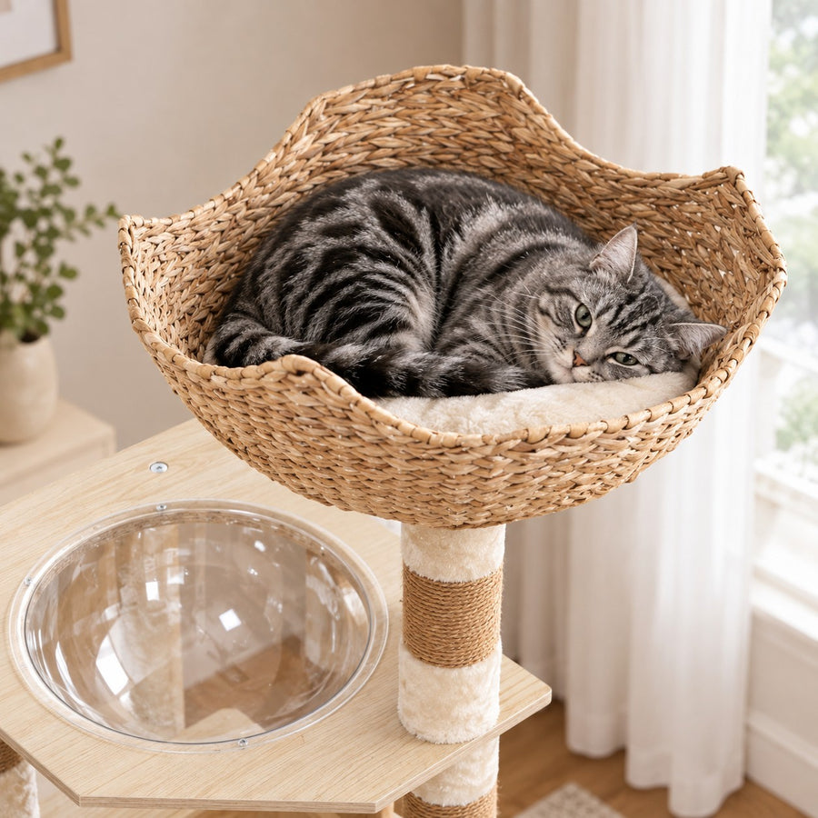 Cat curled up in the woven rattan-style top bowl
