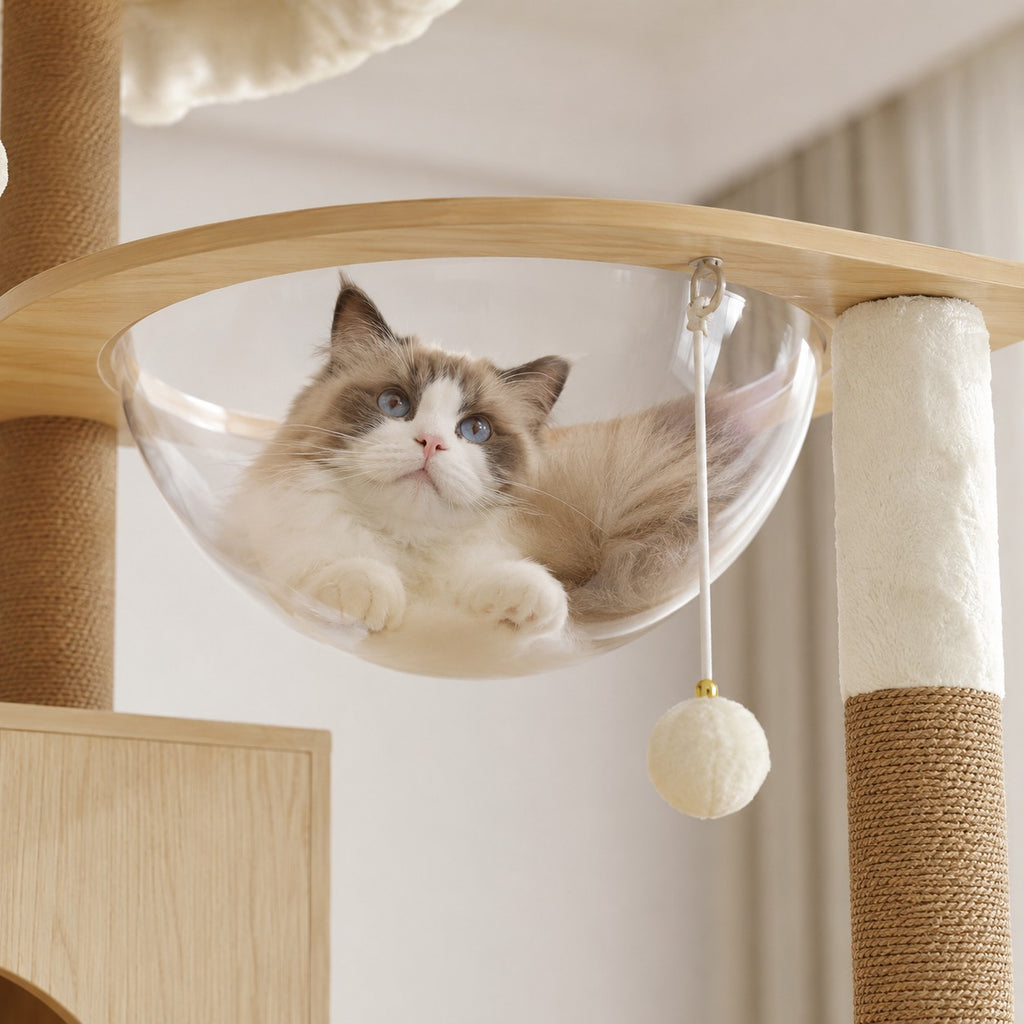 Cat curled in the clear capsule bed of the cat tree