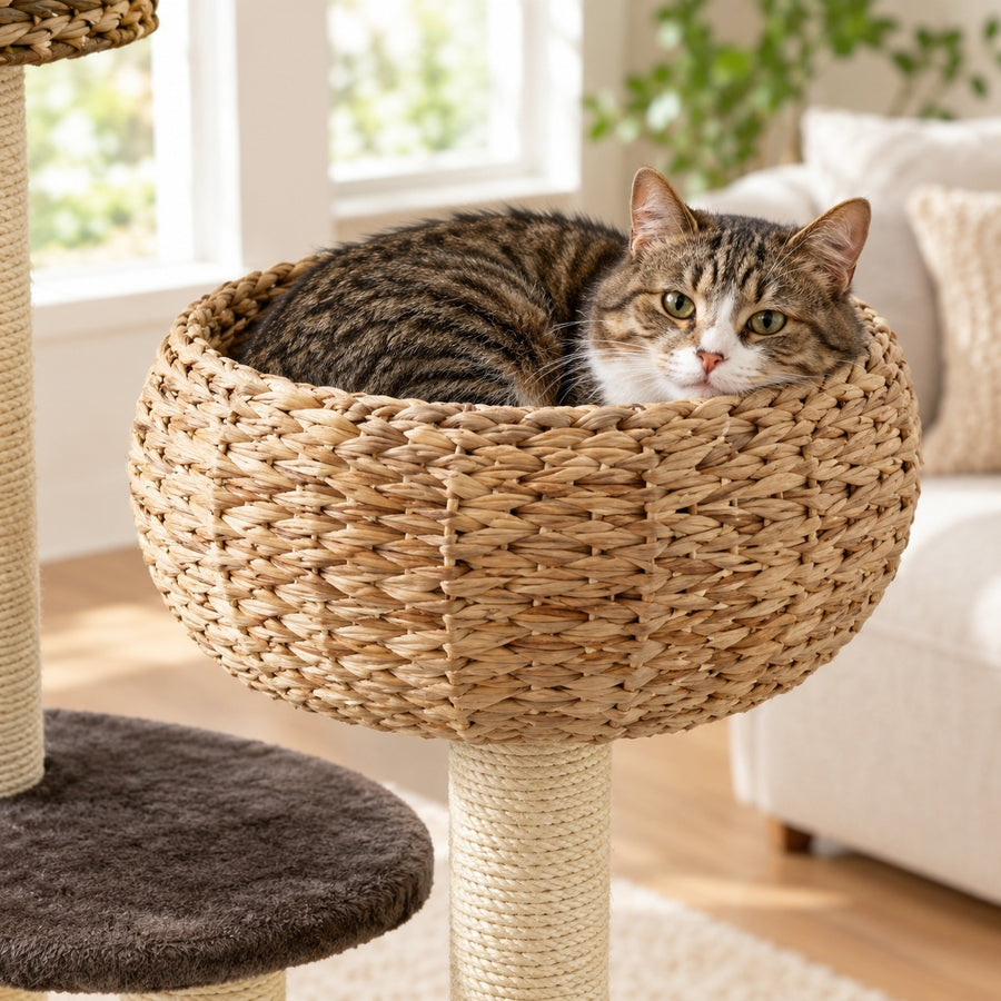 Cat resting in the deep woven water hyacinth bowl bed